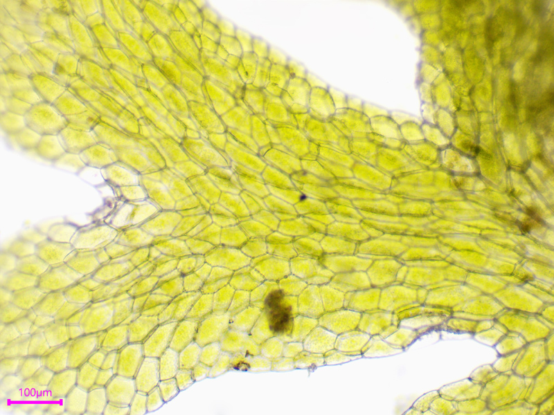 Riccardia latifrons